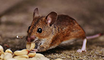 24 Hour & Emergency Exterminators in Parral, OH